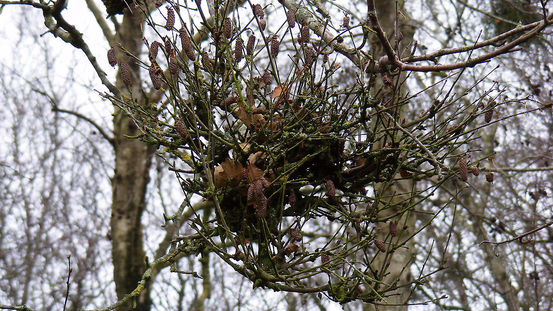 Taphrina betulina - Close-up of small deformation Quite localized along a short intersect almost all Birch trees were infected with multiple Taphrina betulina Ascomycota,Betula,Betula pendula,Fungi,Geotagged,Netherlands,Schiermonnikoog,Taphrina,Taphrina betulina,Taphrinaceae,Taphrinales,Taphrinomycetes,Witch's broom,nl: Berkenheksenbezem,nl: Ruwe berk