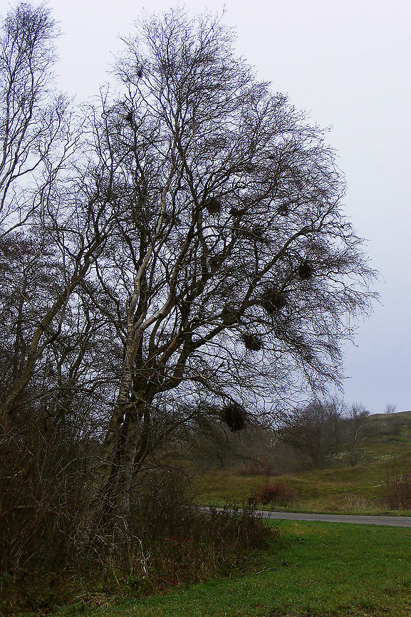 Taphrina betulina Quite localized along a short intersect almost all Birch trees were infected with multiple Taphrina betulina Ascomycota,Betula,Betula pendula,Fungi,Geotagged,Netherlands,Schiermonnikoog,Taphrina,Taphrina betulina,Taphrinaceae,Taphrinales,Taphrinomycetes,Witch's broom,nl: Berkenheksenbezem,nl: Ruwe berk