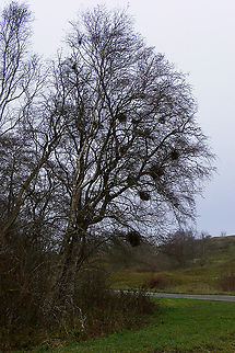 Taphrina betulina Quite localized along a short intersect almost all Birch trees were infected with multiple Taphrina betulina Ascomycota,Betula,Betula pendula,Fungi,Geotagged,Netherlands,Schiermonnikoog,Taphrina,Taphrina betulina,Taphrinaceae,Taphrinales,Taphrinomycetes,Witch's broom,nl: Berkenheksenbezem,nl: Ruwe berk
