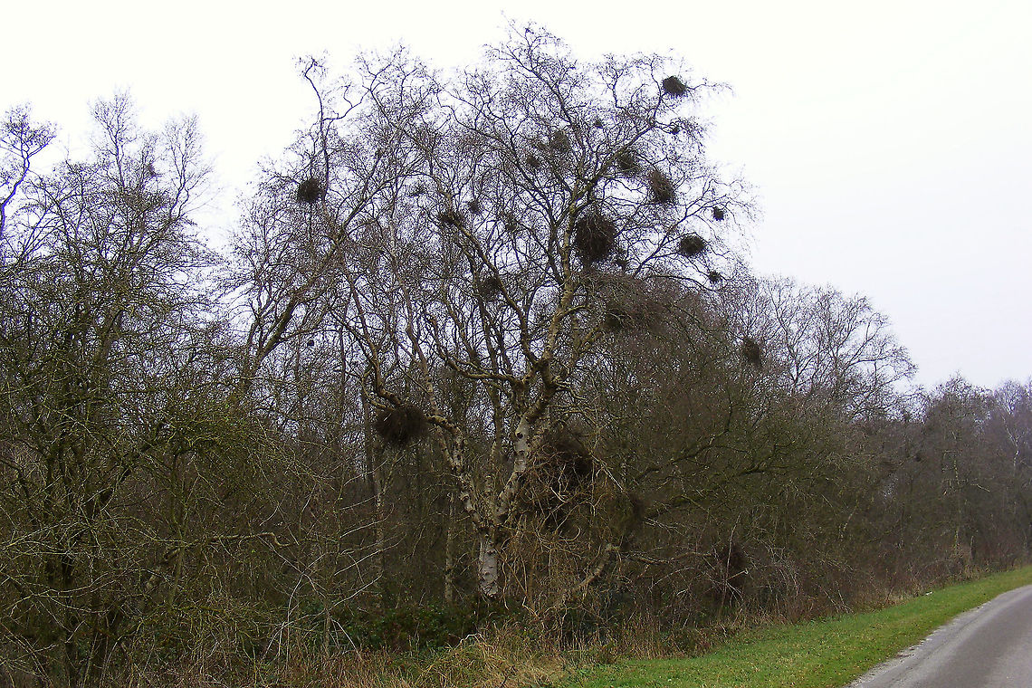 Taphrina betulina Quite localized along a short intersect almost all Birch trees were infected with multiple Taphrina betulina Ascomycota,Betula,Betula pendula,Fungi,Geotagged,Netherlands,Schiermonnikoog,Taphrina,Taphrina betulina,Taphrinaceae,Taphrinales,Taphrinomycetes,Witch's broom,nl: Berkenheksenbezem,nl: Ruwe berk