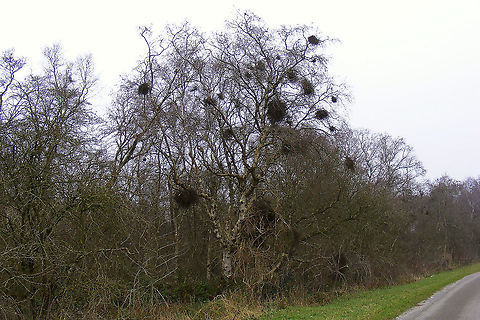 Taphrina betulina Quite localized along a short intersect almost all Birch trees were infected with multiple Taphrina betulina Ascomycota,Betula,Betula pendula,Fungi,Geotagged,Netherlands,Schiermonnikoog,Taphrina,Taphrina betulina,Taphrinaceae,Taphrinales,Taphrinomycetes,Witch's broom,nl: Berkenheksenbezem,nl: Ruwe berk