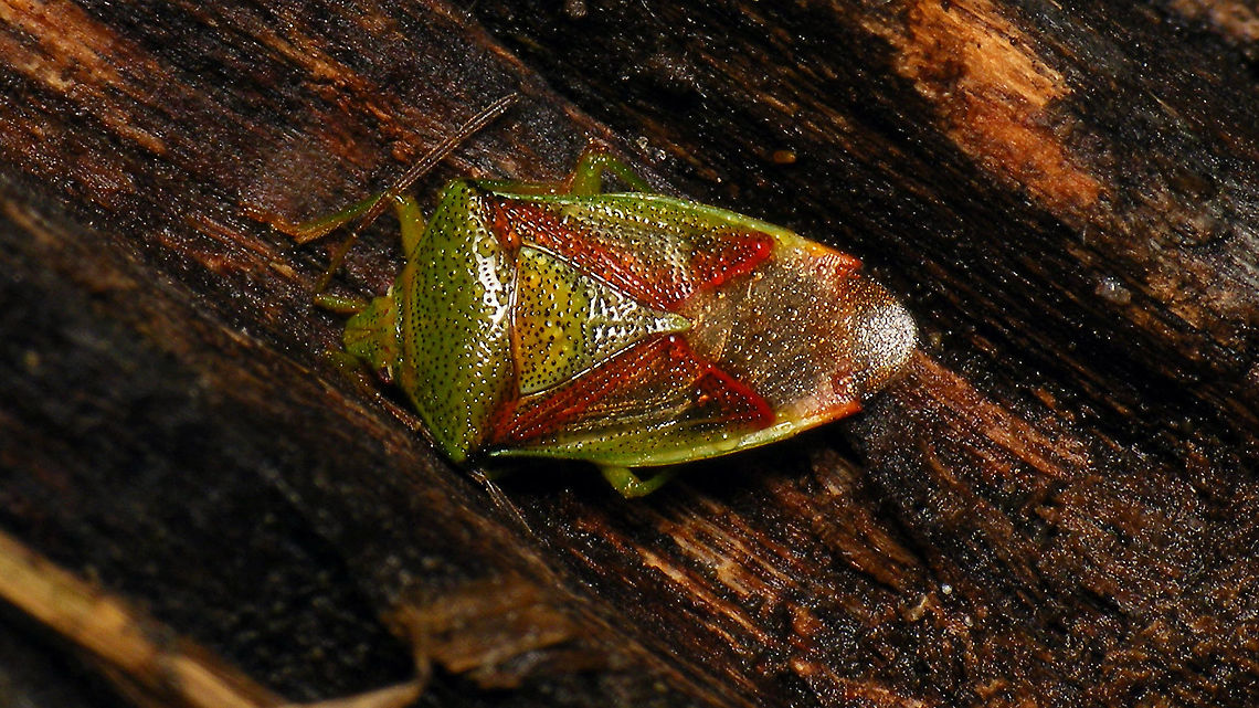 Elasmostethus interstinctus - Hibernating Found this one in a hibernating stasis on the underside of a log.  Acanthosomatidae,Birch shieldbug,Elasmostethus,Elasmostethus interstinctus,Geotagged,Netherlands,Pentatomoidea,Schiermonnikoog,nl: Berkenkielwants