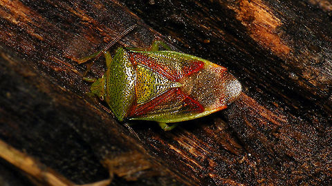 Elasmostethus interstinctus - Hibernating Found this one in a hibernating stasis on the underside of a log.  Acanthosomatidae,Birch shieldbug,Elasmostethus,Elasmostethus interstinctus,Geotagged,Netherlands,Pentatomoidea,Schiermonnikoog,nl: Berkenkielwants