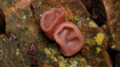 Wood Ear