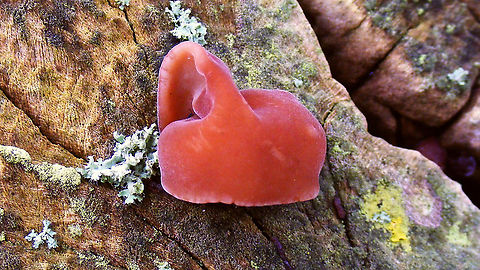 Auricularia auricula-judae  Agaricomycetes,Auricularia,Auricularia auricula-judae,Auriculariaceae,Auriculariales,Basidiomycota,Fungi,Geotagged,Netherlands,Schiermonnikoog,Wood Ear,nl: Echt judasoor