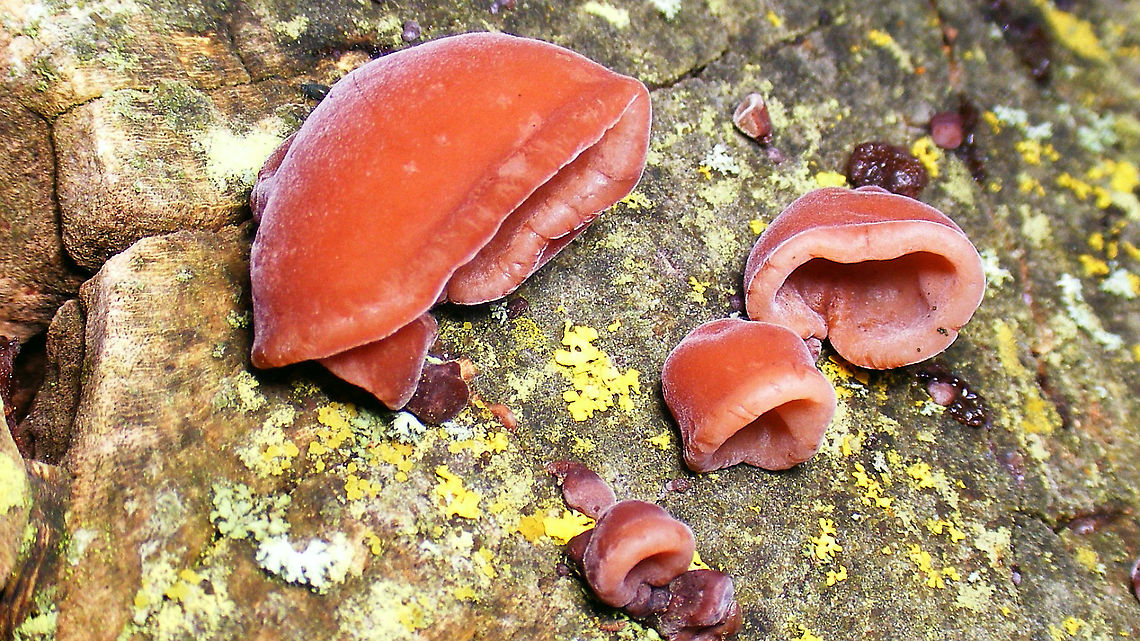 Auricularia auricula-judae  Agaricomycetes,Auricularia,Auricularia auricula-judae,Auriculariaceae,Auriculariales,Basidiomycota,Fungi,Geotagged,Netherlands,Schiermonnikoog,Wood Ear,nl: Echt judasoor