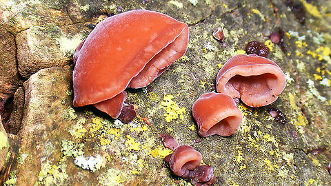 Auricularia auricula-judae  Agaricomycetes,Auricularia,Auricularia auricula-judae,Auriculariaceae,Auriculariales,Basidiomycota,Fungi,Geotagged,Netherlands,Schiermonnikoog,Wood Ear,nl: Echt judasoor