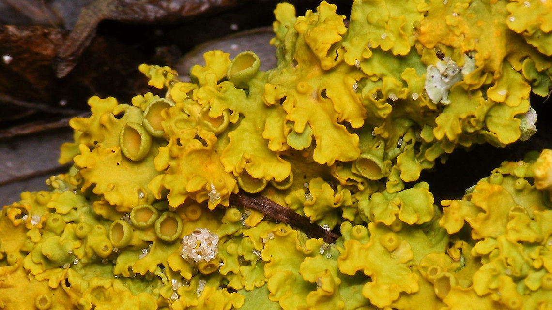 Xanthoria parietina - Close-up Pretty yellow Lichen on the stems of some shrub in the dunes. Could it be Xanthoria parietina ?<br />
(Update: Yup, confirmed <a href="https://waarneming.nl/observation/204110641/" rel="nofollow">https://waarneming.nl/observation/204110641/</a> ) Ascomycota,Common orange lichen,Fungi,Geotagged,Lecanoromycetes,Lichen,Netherlands,Schiermonnikoog,Teloschistaceae,Teloschistales,Xanthoria,Xanthoria parietina,nl: Groot dooiermos