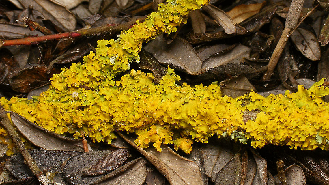 Xanthoria parietina Pretty yellow Lichen on the stems of some shrub in the dunes. Could it be Xanthoria parietina ?<br />
(Update: Yup, confirmed <a href="https://waarneming.nl/observation/204110641/" rel="nofollow">https://waarneming.nl/observation/204110641/</a> ) Ascomycota,Common orange lichen,Fungi,Geotagged,Lecanoromycetes,Lichen,Netherlands,Schiermonnikoog,Teloschistaceae,Teloschistales,Xanthoria,Xanthoria parietina,nl: Groot dooiermos