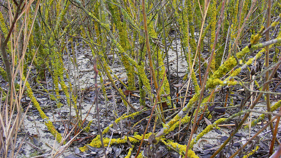 Xanthoria parietina - Broader view Pretty yellow Lichen on the stems of some shrub in the dunes. Could it be Xanthoria parietina ?<br />
(Update: Yup, confirmed <a href="https://waarneming.nl/observation/204110641/" rel="nofollow">https://waarneming.nl/observation/204110641/</a> ) Ascomycota,Common orange lichen,Fungi,Geotagged,Lecanoromycetes,Lichen,Netherlands,Schiermonnikoog,Teloschistaceae,Teloschistales,Xanthoria,Xanthoria parietina,nl: Groot dooiermos