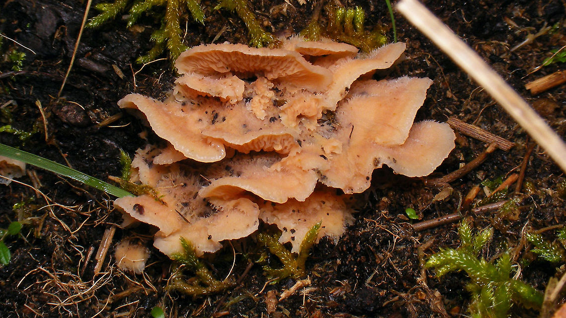 Phlebia tremellosa  Agaricomycetes,Basidiomycota,Fungi,Geotagged,Jelly Rot,Meruliaceae,Netherlands,Phlebia,Phlebia tremellosa,Polyporales,Schiermonnikoog,nl: Spekzwoerdzwam