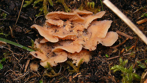 Phlebia tremellosa  Agaricomycetes,Basidiomycota,Fungi,Geotagged,Jelly Rot,Meruliaceae,Netherlands,Phlebia,Phlebia tremellosa,Polyporales,Schiermonnikoog,nl: Spekzwoerdzwam