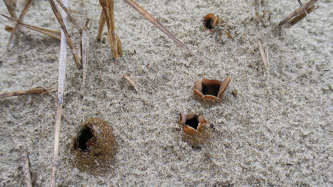 Peziza ammophila I had this down for &quot;possibly&quot; Geopora arenicola (nl: Zandputje), but Peter Eenshuistra of waarneming.nl came up with the proper ID - thanks Peter! Dune Cup,Geotagged,Netherlands,Peziza,Peziza ammophila,Schiermonnikoog,nl: Zandtulpje
