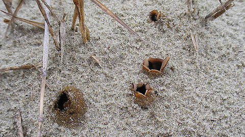 Peziza ammophila I had this down for "possibly" Geopora arenicola (nl: Zandputje), but Peter Eenshuistra of waarneming.nl came up with the proper ID - thanks Peter! Dune Cup,Geotagged,Netherlands,Peziza,Peziza ammophila,Schiermonnikoog,nl: Zandtulpje