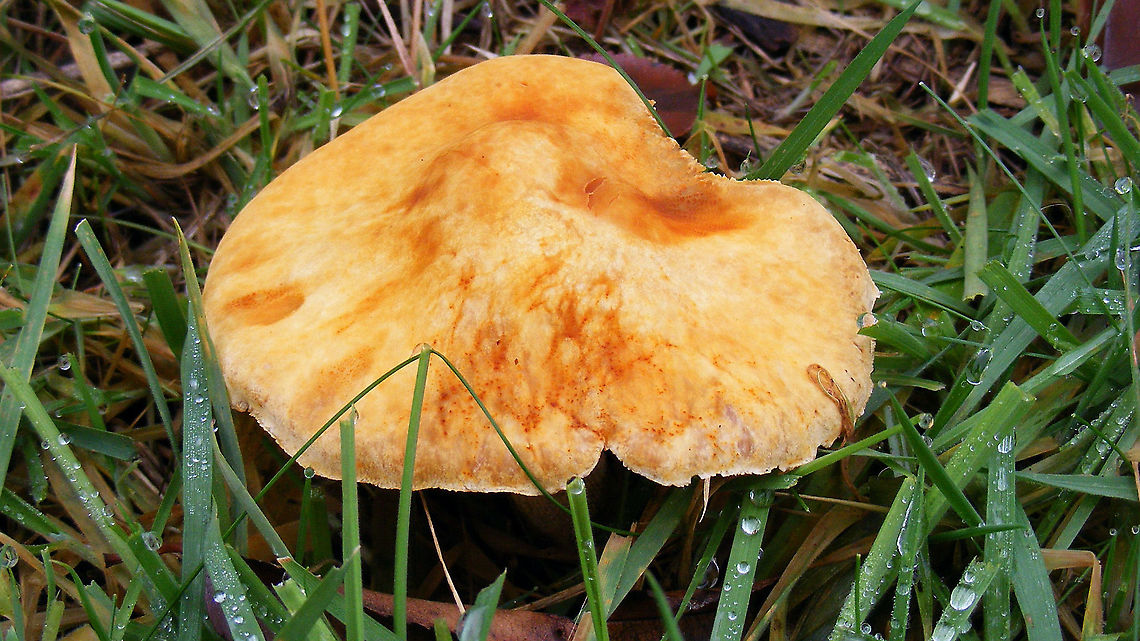 Phaeolepiota aurea An older/riper sample of Phaeolepiota aurea. Thanks go to Eric Moors of waarneming.nl for coming up with the proper ID(!) Agaricaceae,Agaricales,Agaricomycetes,Basidiomycota,Fungi,Geotagged,Golden Bootleg,Hygrocybe,Netherlands,Phaeolepiota,Phaeolepiota aurea,Schiermonnikoog,nl: Goudhoed