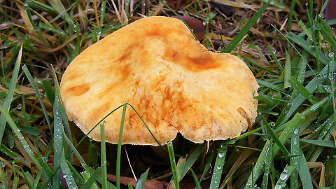 Phaeolepiota aurea An older/riper sample of Phaeolepiota aurea. Thanks go to Eric Moors of waarneming.nl for coming up with the proper ID(!) Agaricaceae,Agaricales,Agaricomycetes,Basidiomycota,Fungi,Geotagged,Golden Bootleg,Hygrocybe,Netherlands,Phaeolepiota,Phaeolepiota aurea,Schiermonnikoog,nl: Goudhoed