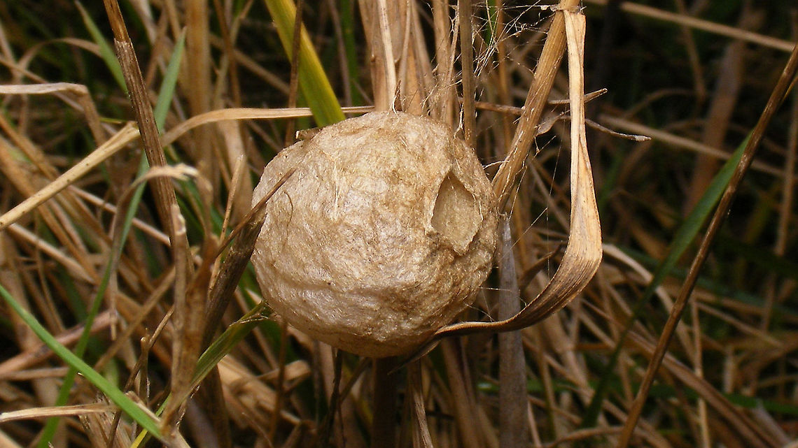Argiope bruennichi - Egg sac  Araneae,Araneidae,Argiope,Argiope bruennichi,Egg sac,Geotagged,Netherlands,Schiermonnikoog,Wasp spider,nl: Wespspin
