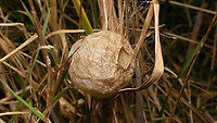 Argiope bruennichi - Egg sac  Araneae,Araneidae,Argiope,Argiope bruennichi,Egg sac,Geotagged,Netherlands,Schiermonnikoog,Wasp spider,nl: Wespspin