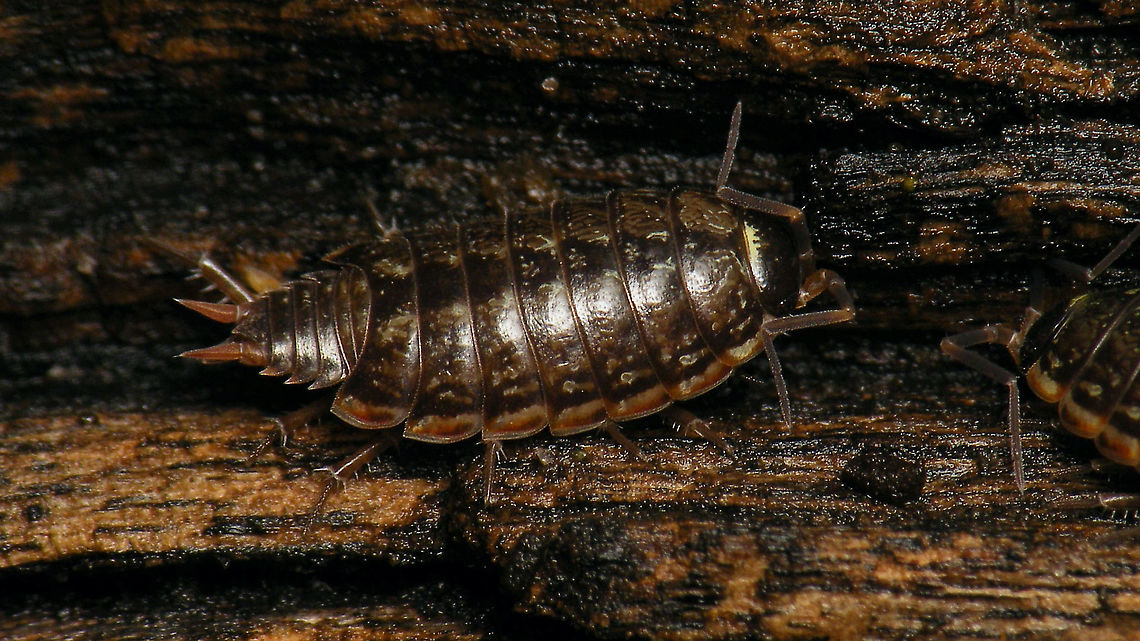 Philoscia muscorum - Standard factory issue To offset this one:<br />
<figure class="photo"><a href="https://www.jungledragon.com/image/105306/philoscia_muscorum_-_very_pale.html" title="Philoscia muscorum - Very pale"><img src="https://s3.amazonaws.com/media.jungledragon.com/images/3043/105306_thumb.jpg?AWSAccessKeyId=05GMT0V3GWVNE7GGM1R2&Expires=1767225610&Signature=2oGVg0OiW2S1Z4%2BvK%2FHbO7VWn8U%3D" width="200" height="114" alt="Philoscia muscorum - Very pale Extremely pale, but full-grown specimen of Philoscia muscorum. Juveniles are often a bit paler than adults, but at roughly 8-9mm this was no juvenile(!) Geotagged,Isopoda,Netherlands,Oniscidea,Philoscia,Philoscia muscorum,Philosciidae,Schiermonnikoog,Woodlouse,nl: Mospissebed" /></a></figure> Geotagged,Isopoda,Netherlands,Oniscidea,Philoscia,Philoscia muscorum,Philosciidae,Schiermonnikoog,Woodlouse,nl: Mospissebed