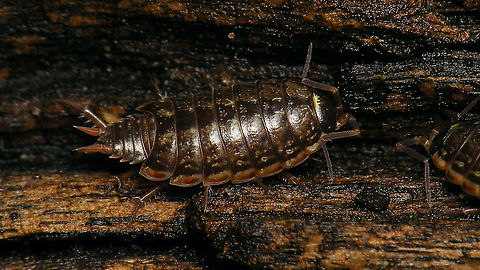 Philoscia muscorum - Standard factory issue To offset this one:
https://www.jungledragon.com/image/105306/philoscia_muscorum_-_very_pale.html Geotagged,Isopoda,Netherlands,Oniscidea,Philoscia,Philoscia muscorum,Philosciidae,Schiermonnikoog,Woodlouse,nl: Mospissebed