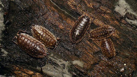 Oniscus asellus Just adding the species for Schiermonnikoog ... Geotagged,Isopoda,Netherlands,Oniscidae,Oniscidea,Oniscus,Oniscus asellus,Schiermonnikoog,nl: Kelderpissebed