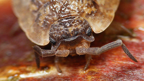 Porcellio scaber - Portrait Just adding the species for Schiermonnikoog Extreme Macro Portraits,Geotagged,Netherlands,Oniscidea,Porcellio,Porcellio scaber,Porcellionidae,Rough woodlouse,Schiermonnikoog,nl: Ruwe pissebed