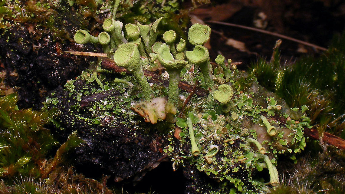 Cladonia (grayi ??)  Cladonia,Cladonia grayi,Geotagged,Netherlands,Schiermonnikoog,nl: Bruin bekermos