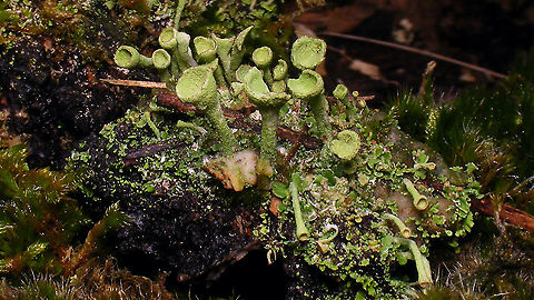 Cladonia (grayi ??)  Cladonia,Cladonia grayi,Geotagged,Netherlands,Schiermonnikoog,nl: Bruin bekermos