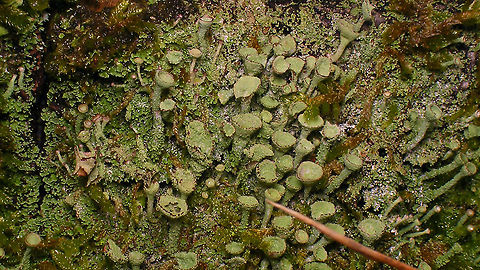 Cladonia (grayi ??)  Cladonia,Cladonia grayi,Geotagged,Netherlands,Schiermonnikoog,nl: Bruin bekermos