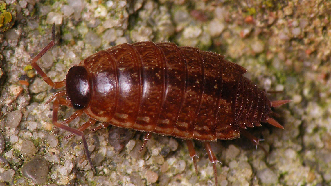 Philoscia muscorum - Reddish  Geotagged,Isopoda,Netherlands,Oniscidea,Philoscia,Philoscia muscorum,Philosciidae,Schiermonnikoog,Woodlouse,nl: Mospissebed