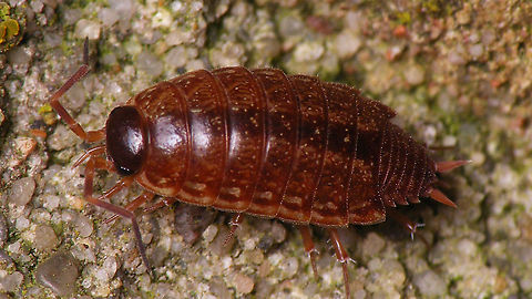 Philoscia muscorum - Reddish  Geotagged,Isopoda,Netherlands,Oniscidea,Philoscia,Philoscia muscorum,Philosciidae,Schiermonnikoog,Woodlouse,nl: Mospissebed
