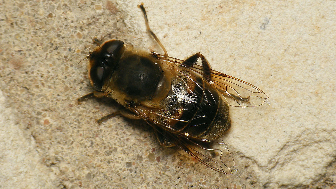 Eristalis tenax - Female, hibernating This lady was sitting on a wall inside the old German WW2 bunker &quot;Schlei&quot; on Schiemonnikoog.<br />
Two days later, I went back to the bunker for different reasons and decided to take a close-up to show the hairy eyes:<br />
<figure class="photo"><a href="https://www.jungledragon.com/image/105526/eristalis_tenax_-_hairy_eyes.html" title="Eristalis tenax - Hairy eyes"><img src="https://s3.amazonaws.com/media.jungledragon.com/images/3043/105526_thumb.jpg?AWSAccessKeyId=05GMT0V3GWVNE7GGM1R2&Expires=1759968010&Signature=VSNQSY7wR1u09VDJCef74km8KYk%3D" width="200" height="114" alt="Eristalis tenax - Hairy eyes Went back to the bunker where I had found the one below and decided to take a close-up to show the hairy eyes ...<br />
https://www.jungledragon.com/image/105398/eristalis_tenax_-_female_hibernating.html Brachycera,Common Drone Fly,Eristalis,Eristalis tenax,Geotagged,Netherlands,Schiermonnikoog,Syrphidae,nl: Blinde bij" /></a></figure> Brachycera,Common Drone Fly,Eristalis,Eristalis tenax,Geotagged,Netherlands,Schiermonnikoog,Syrphidae,nl: Blinde bij