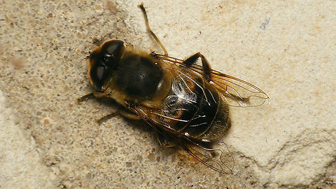 Eristalis tenax - Female, hibernating This lady was sitting on a wall inside the old German WW2 bunker "Schlei" on Schiemonnikoog.
Two days later, I went back to the bunker for different reasons and decided to take a close-up to show the hairy eyes:
https://www.jungledragon.com/image/105526/eristalis_tenax_-_hairy_eyes.html Brachycera,Common Drone Fly,Eristalis,Eristalis tenax,Geotagged,Netherlands,Schiermonnikoog,Syrphidae,nl: Blinde bij