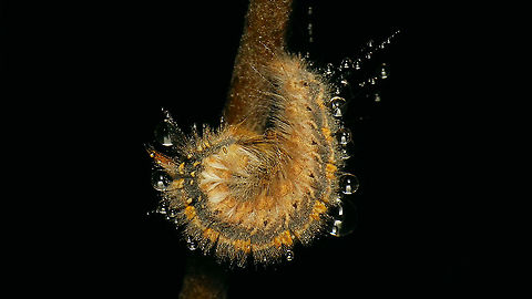 Euthrix potatoria - Caterpillar rolled up A few of these sitting still on Willow twigs on a cold and foggy December day, but when touching the twig there was plenty of life in them and this one rolled up in defense. Shot its neighbour without touching its twig:
https://www.jungledragon.com/image/105411/euthrix_potatoria_-_caterpillar_stretched.html Caterpillar,Drinker,Euthrix,Euthrix potatoria,Geotagged,Lasiocampidae,Lasiocampoidea,Netherlands,Pinarinae,Schiermonnikoog,Selenepherini,nl: Rietvink