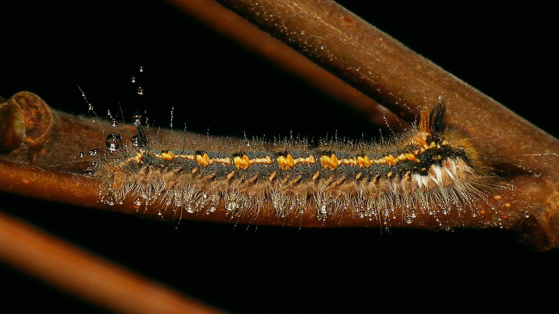 Euthrix potatoria - Caterpillar stretched A few of these sitting still on Willow twigs on a cold and foggy December day, but when touching the twig there was plenty of life in them:<br />
<figure class="photo"><a href="https://www.jungledragon.com/image/105410/euthrix_potatoria_-_caterpillar_rolled_up.html" title="Euthrix potatoria - Caterpillar rolled up"><img src="https://s3.amazonaws.com/media.jungledragon.com/images/3043/105410_thumb.jpg?AWSAccessKeyId=05GMT0V3GWVNE7GGM1R2&Expires=1759968010&Signature=6WqyRnQug48Rfr8oDC%2FNGYBJWeU%3D" width="200" height="114" alt="Euthrix potatoria - Caterpillar rolled up A few of these sitting still on Willow twigs on a cold and foggy December day, but when touching the twig there was plenty of life in them and this one rolled up in defense. Shot its neighbour without touching its twig:<br />
https://www.jungledragon.com/image/105411/euthrix_potatoria_-_caterpillar_stretched.html Caterpillar,Drinker,Euthrix,Euthrix potatoria,Geotagged,Lasiocampidae,Lasiocampoidea,Netherlands,Pinarinae,Schiermonnikoog,Selenepherini,nl: Rietvink" /></a></figure> Caterpillar,Drinker,Euthrix,Euthrix potatoria,Geotagged,Lasiocampidae,Lasiocampoidea,Netherlands,Pinarinae,Schiermonnikoog,Selenepherini,nl: Rietvink