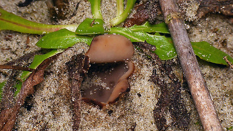 Peziza ammophila  Dune Cup,Geotagged,Netherlands,Peziza,Peziza ammophila,Schiermonnikoog,nl: Zandtulpje