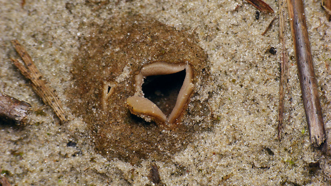 Peziza ammophila - Double opening  Dune Cup,Geotagged,Netherlands,Peziza,Peziza ammophila,Schiermonnikoog,nl: Zandtulpje