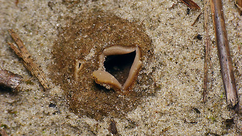 Peziza ammophila - Double opening  Dune Cup,Geotagged,Netherlands,Peziza,Peziza ammophila,Schiermonnikoog,nl: Zandtulpje