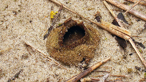 Peziza ammophila  Dune Cup,Geotagged,Netherlands,Peziza,Peziza ammophila,Schiermonnikoog,nl: Zandtulpje
