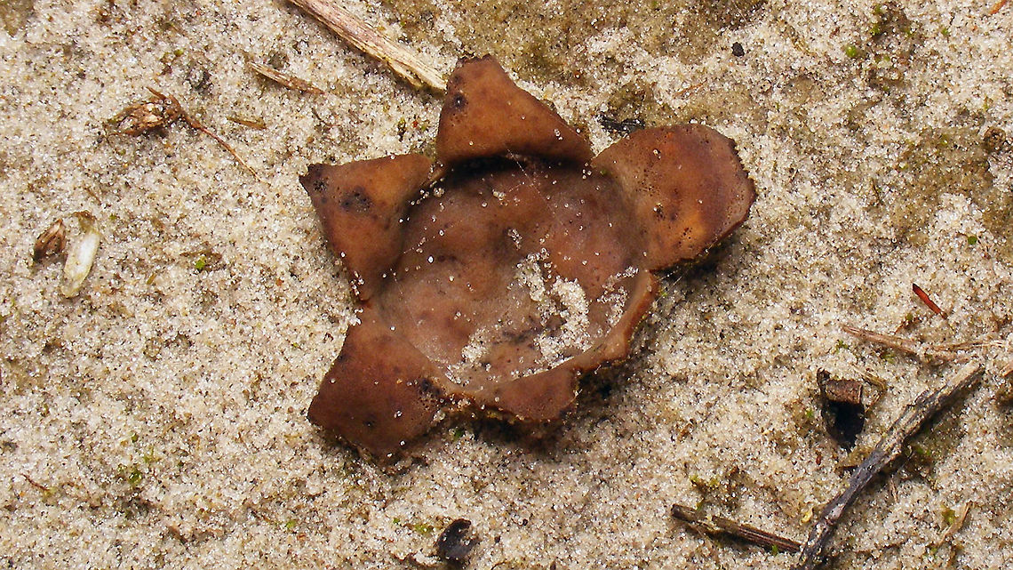 Peziza ammophila - end of life  Dune Cup,Geotagged,Netherlands,Peziza,Peziza ammophila,Schiermonnikoog,nl: Zandtulpje