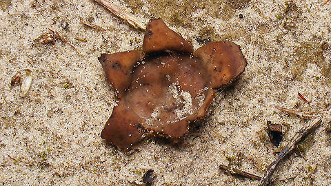 Peziza ammophila - end of life  Dune Cup,Geotagged,Netherlands,Peziza,Peziza ammophila,Schiermonnikoog,nl: Zandtulpje