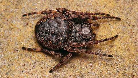 Nuctenea umbratica Just adding the species for Schiermonnikoog Aranea,Araneidae,Geotagged,Netherlands,Nuctenea,Nuctenea umbratica,Schiermonnikoog,Walnut Orb-weaver,nl: Platte wielwebspin