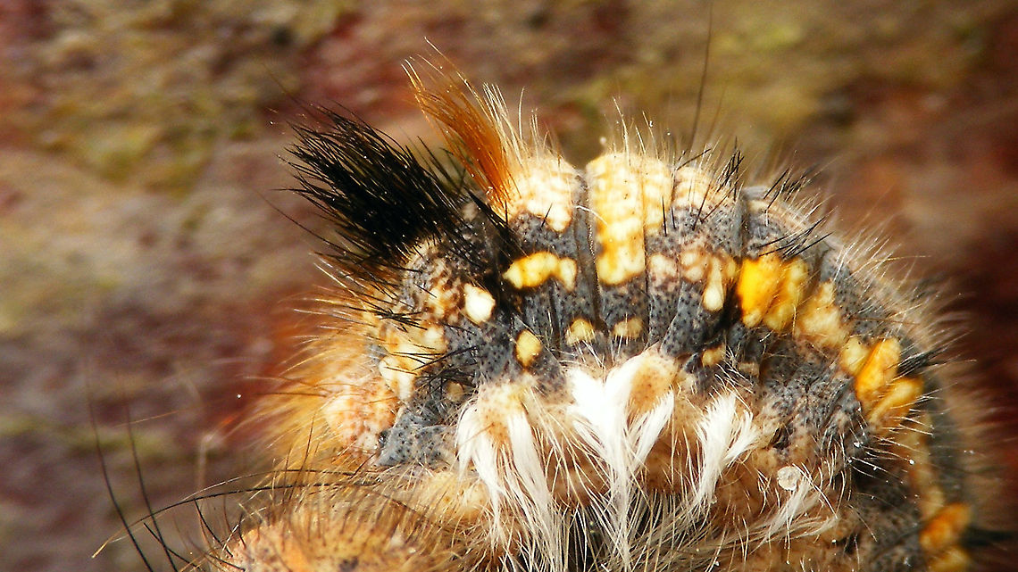 Euthrix potatoria - Caterpillar, close-up of hair tufts  Caterpillar,Drinker,Euthrix,Euthrix potatoria,Geotagged,Lasiocampidae,Lasiocampoidea,Netherlands,Pinarinae,Schiermonnikoog,Selenepherini,nl: Rietvink