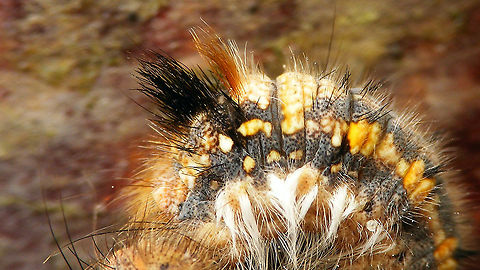 Euthrix potatoria - Caterpillar, close-up of hair tufts  Caterpillar,Drinker,Euthrix,Euthrix potatoria,Geotagged,Lasiocampidae,Lasiocampoidea,Netherlands,Pinarinae,Schiermonnikoog,Selenepherini,nl: Rietvink