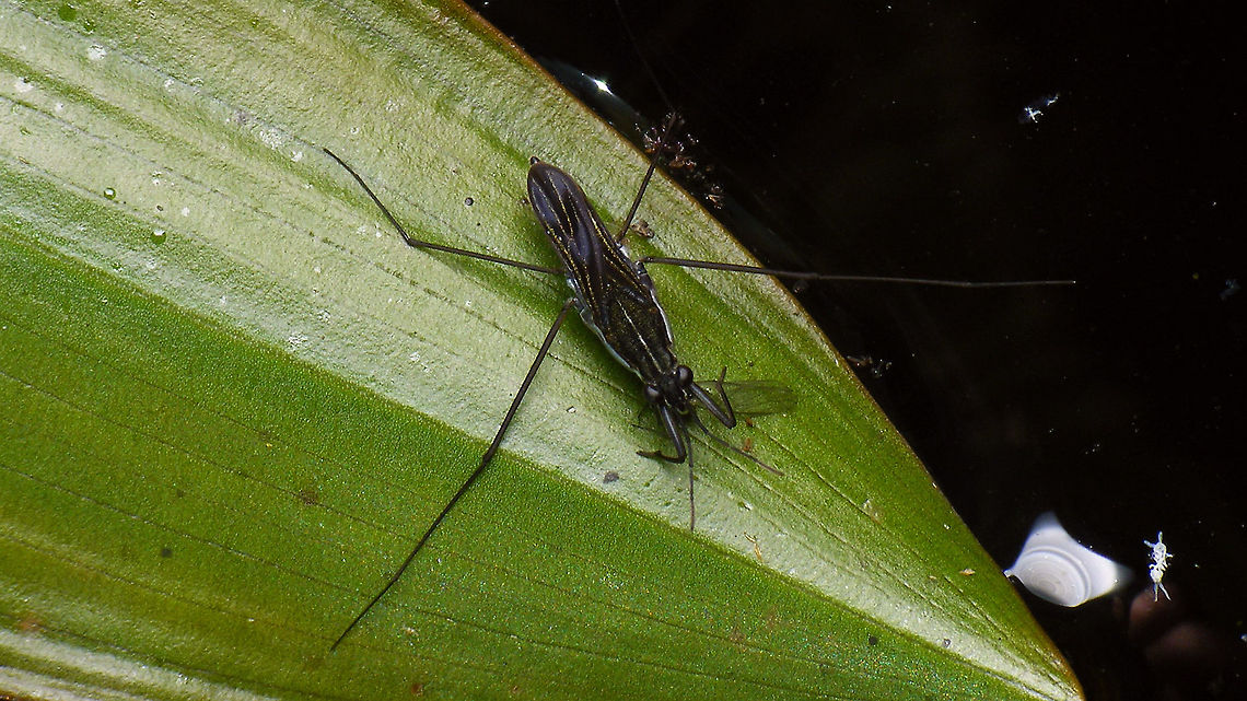Gerris argentatus A bit closer here:<br />
<figure class="photo"><a href="https://www.jungledragon.com/image/105427/gerris_argentatus_having_lunch.html" title="Gerris argentatus having lunch"><img src="https://s3.amazonaws.com/media.jungledragon.com/images/3043/105427_thumb.jpg?AWSAccessKeyId=05GMT0V3GWVNE7GGM1R2&Expires=1763596810&Signature=oDw5gQAiy1tpOLtmPXCuuCBg%2FLY%3D" width="200" height="114" alt="Gerris argentatus having lunch Close-up of this one:<br />
https://www.jungledragon.com/image/105426/gerris_argentatus.html Geotagged,Gerridae,Gerris,Gerris argentatus,Gerroidea,Nepomorpha,Netherlands,nl: Zilveren schaatsenrijder" /></a></figure> Geotagged,Gerridae,Gerris,Gerris argentatus,Gerroidea,Nepomorpha,Netherlands,nl: Zilveren schaatsenrijder