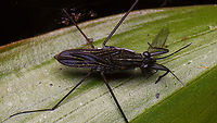 Gerris argentatus having lunch Close-up of this one:<br />
https://www.jungledragon.com/image/105426/gerris_argentatus.html Geotagged,Gerridae,Gerris,Gerris argentatus,Gerroidea,Nepomorpha,Netherlands,nl: Zilveren schaatsenrijder