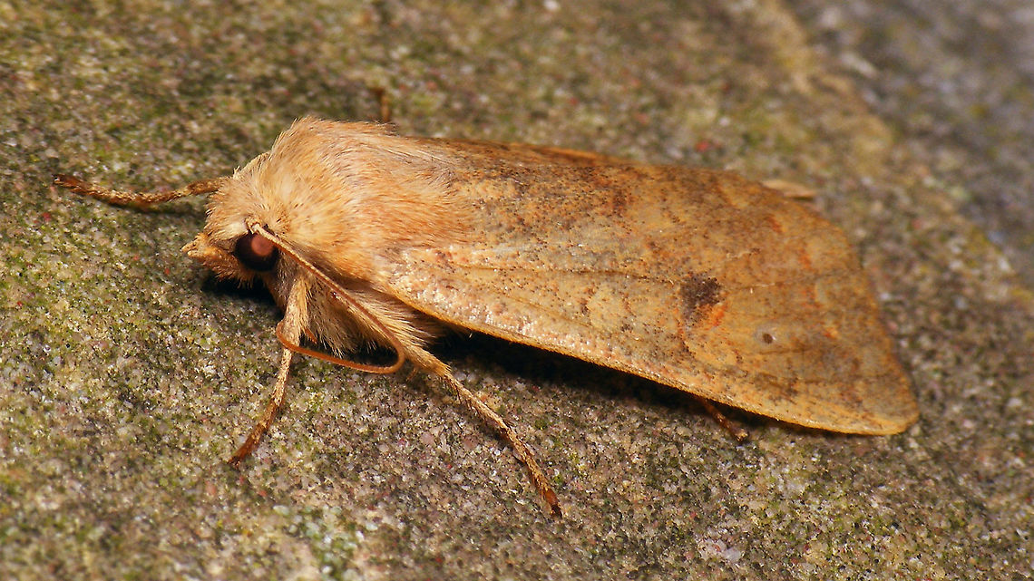 Agrochola circellaris - Lateral Sitting on a wall, one cold foggy night ...<br />
More images of same individual:<br />
<figure class="photo"><a href="https://www.jungledragon.com/image/105430/agrochola_circellaris_-_worn.html" title="Agrochola circellaris - Worn"><img src="https://s3.amazonaws.com/media.jungledragon.com/images/3043/105430_thumb.jpg?AWSAccessKeyId=05GMT0V3GWVNE7GGM1R2&Expires=1759968010&Signature=pYWCAdYeqV8KS1uUPH1wCJH8%2Bhg%3D" width="200" height="114" alt="Agrochola circellaris - Worn Sitting on a wall, one cold foggy night ...<br />
More images of same individual:<br />
https://www.jungledragon.com/image/105428/agrochola_circellaris_-_lateral.html<br />
https://www.jungledragon.com/image/105429/agrochola_circellaris_-_portrait.html Agrochola,Agrochola circellaris,Geotagged,Netherlands,Noctuidae,Noctuinae,Noctuoidea,Schiermonnikoog,The Brick,Xylenina,Xylenini,nl: Bruine herfstuil" /></a></figure><br />
<figure class="photo"><a href="https://www.jungledragon.com/image/105429/agrochola_circellaris_-_portrait.html" title="Agrochola circellaris - Portrait"><img src="https://s3.amazonaws.com/media.jungledragon.com/images/3043/105429_thumb.jpg?AWSAccessKeyId=05GMT0V3GWVNE7GGM1R2&Expires=1759968010&Signature=L%2BatCKoYqw%2BR63PQST6wKAWyg9E%3D" width="200" height="114" alt="Agrochola circellaris - Portrait Sitting on a wall, one cold foggy night ...<br />
More images of same individual:<br />
https://www.jungledragon.com/image/105428/agrochola_circellaris_-_lateral.html<br />
https://www.jungledragon.com/image/105430/agrochola_circellaris_-_worn.html Agrochola,Agrochola circellaris,Geotagged,Netherlands,Noctuidae,Noctuinae,Noctuoidea,Schiermonnikoog,The Brick,Xylenina,Xylenini,nl: Bruine herfstuil" /></a></figure> Agrochola,Agrochola circellaris,Geotagged,Netherlands,Noctuidae,Noctuinae,Noctuoidea,Schiermonnikoog,The Brick,Xylenina,Xylenini,nl: Bruine herfstuil