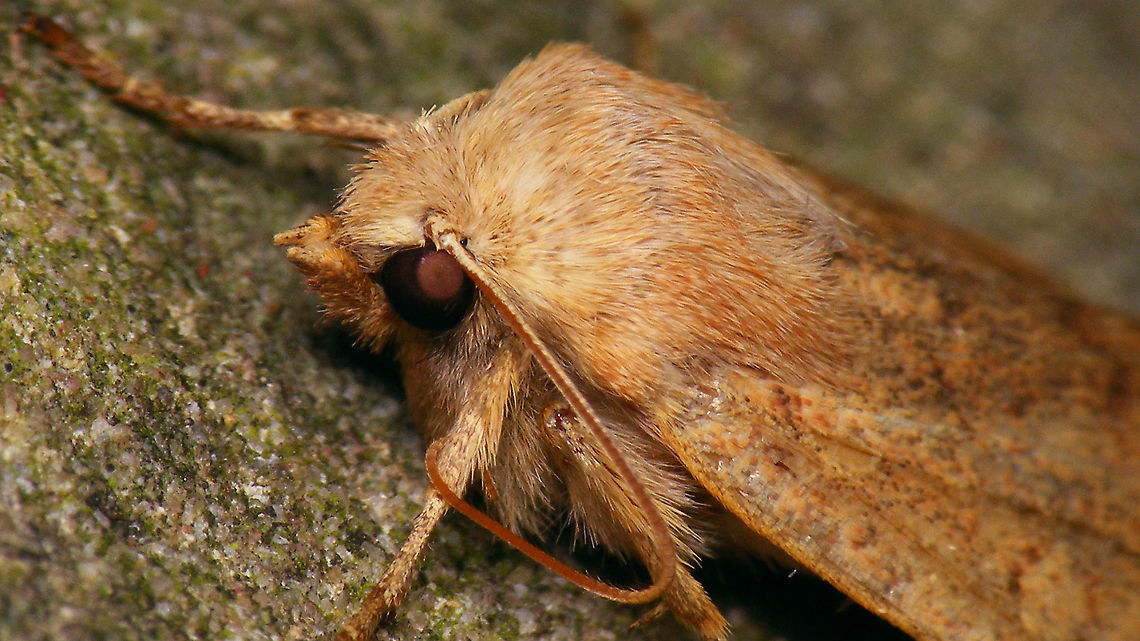 Agrochola circellaris - Portrait Sitting on a wall, one cold foggy night ...<br />
More images of same individual:<br />
<figure class="photo"><a href="https://www.jungledragon.com/image/105428/agrochola_circellaris_-_lateral.html" title="Agrochola circellaris - Lateral"><img src="https://s3.amazonaws.com/media.jungledragon.com/images/3043/105428_thumb.jpg?AWSAccessKeyId=05GMT0V3GWVNE7GGM1R2&Expires=1759968010&Signature=2ZjlfIx77KF0qJxMKSnKy7Aug0k%3D" width="200" height="114" alt="Agrochola circellaris - Lateral Sitting on a wall, one cold foggy night ...<br />
More images of same individual:<br />
https://www.jungledragon.com/image/105430/agrochola_circellaris_-_worn.html<br />
https://www.jungledragon.com/image/105429/agrochola_circellaris_-_portrait.html Agrochola,Agrochola circellaris,Geotagged,Netherlands,Noctuidae,Noctuinae,Noctuoidea,Schiermonnikoog,The Brick,Xylenina,Xylenini,nl: Bruine herfstuil" /></a></figure><br />
<figure class="photo"><a href="https://www.jungledragon.com/image/105430/agrochola_circellaris_-_worn.html" title="Agrochola circellaris - Worn"><img src="https://s3.amazonaws.com/media.jungledragon.com/images/3043/105430_thumb.jpg?AWSAccessKeyId=05GMT0V3GWVNE7GGM1R2&Expires=1759968010&Signature=pYWCAdYeqV8KS1uUPH1wCJH8%2Bhg%3D" width="200" height="114" alt="Agrochola circellaris - Worn Sitting on a wall, one cold foggy night ...<br />
More images of same individual:<br />
https://www.jungledragon.com/image/105428/agrochola_circellaris_-_lateral.html<br />
https://www.jungledragon.com/image/105429/agrochola_circellaris_-_portrait.html Agrochola,Agrochola circellaris,Geotagged,Netherlands,Noctuidae,Noctuinae,Noctuoidea,Schiermonnikoog,The Brick,Xylenina,Xylenini,nl: Bruine herfstuil" /></a></figure> Agrochola,Agrochola circellaris,Geotagged,Netherlands,Noctuidae,Noctuinae,Noctuoidea,Schiermonnikoog,The Brick,Xylenina,Xylenini,nl: Bruine herfstuil
