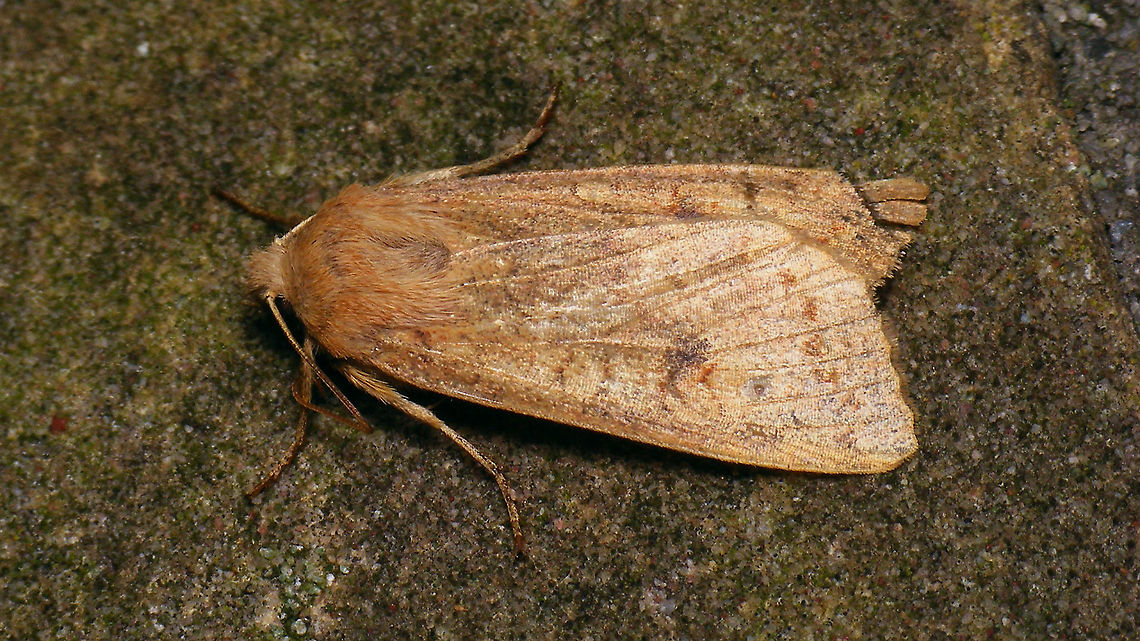 Agrochola circellaris - Worn Sitting on a wall, one cold foggy night ...<br />
More images of same individual:<br />
<figure class="photo"><a href="https://www.jungledragon.com/image/105428/agrochola_circellaris_-_lateral.html" title="Agrochola circellaris - Lateral"><img src="https://s3.amazonaws.com/media.jungledragon.com/images/3043/105428_thumb.jpg?AWSAccessKeyId=05GMT0V3GWVNE7GGM1R2&Expires=1769040010&Signature=lje0Z0a%2FQNOKzn4N50WGS3Fvlyk%3D" width="200" height="114" alt="Agrochola circellaris - Lateral Sitting on a wall, one cold foggy night ...<br />
More images of same individual:<br />
https://www.jungledragon.com/image/105430/agrochola_circellaris_-_worn.html<br />
https://www.jungledragon.com/image/105429/agrochola_circellaris_-_portrait.html Agrochola,Agrochola circellaris,Geotagged,Netherlands,Noctuidae,Noctuinae,Noctuoidea,Schiermonnikoog,The Brick,Xylenina,Xylenini,nl: Bruine herfstuil" /></a></figure><br />
<figure class="photo"><a href="https://www.jungledragon.com/image/105429/agrochola_circellaris_-_portrait.html" title="Agrochola circellaris - Portrait"><img src="https://s3.amazonaws.com/media.jungledragon.com/images/3043/105429_thumb.jpg?AWSAccessKeyId=05GMT0V3GWVNE7GGM1R2&Expires=1769040010&Signature=4tuItHdx52uyXI3JrqcHjPEq%2F%2BU%3D" width="200" height="114" alt="Agrochola circellaris - Portrait Sitting on a wall, one cold foggy night ...<br />
More images of same individual:<br />
https://www.jungledragon.com/image/105428/agrochola_circellaris_-_lateral.html<br />
https://www.jungledragon.com/image/105430/agrochola_circellaris_-_worn.html Agrochola,Agrochola circellaris,Geotagged,Netherlands,Noctuidae,Noctuinae,Noctuoidea,Schiermonnikoog,The Brick,Xylenina,Xylenini,nl: Bruine herfstuil" /></a></figure> Agrochola,Agrochola circellaris,Geotagged,Netherlands,Noctuidae,Noctuinae,Noctuoidea,Schiermonnikoog,The Brick,Xylenina,Xylenini,nl: Bruine herfstuil