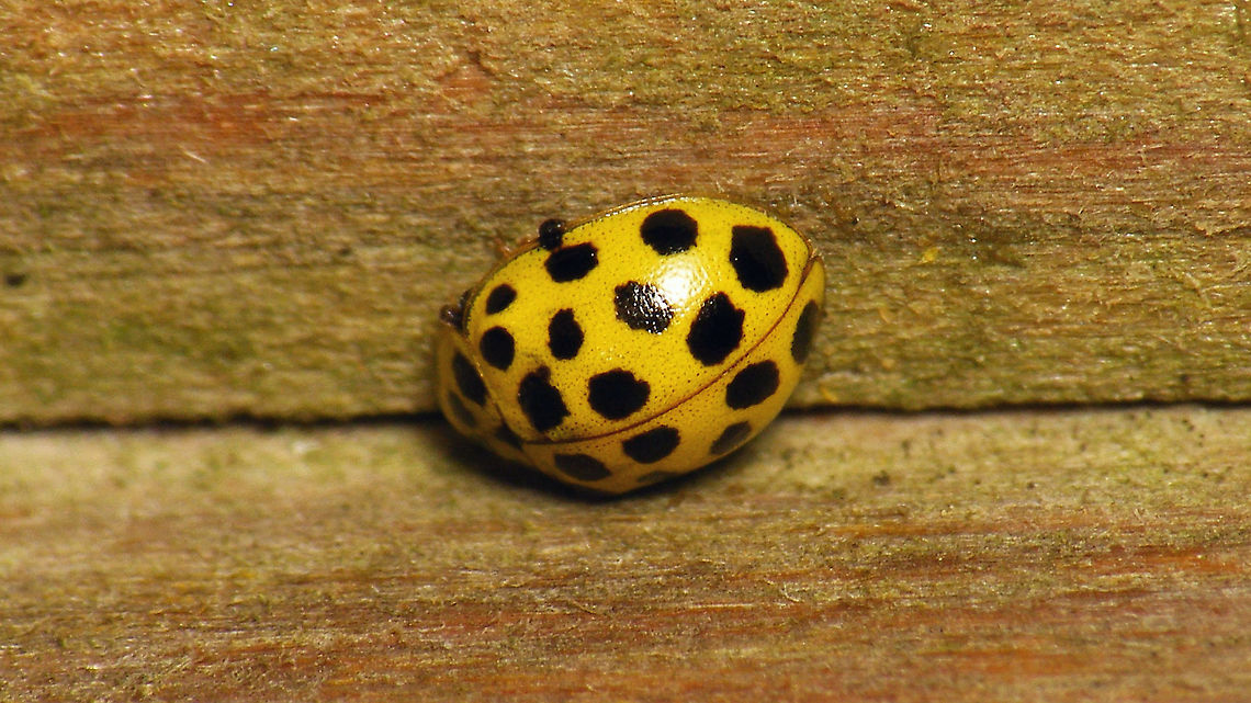 Psyllobora vigintiduopunctata Found this one hiding in a recess of a wood clad wall ... horrible picture, but adding it for the <a href="https://www.jungledragon.com/tag/71641/schiermonnikoog.html" title="Schiermonnikoog" class="tag"><em>99</em>Schiermonnikoog</a> collection/tag. 22-spot Ladybird,Coccinellidae,Coccinellinae,Geotagged,Ladybird,Netherlands,Psyllobora,Psyllobora vigintiduopunctata,Schiermonnikoog,Twenty-two Spot Ladybird,compound eyes,nl: Citroenlieveheersbeestje